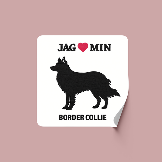 Border collie - Klistermärke